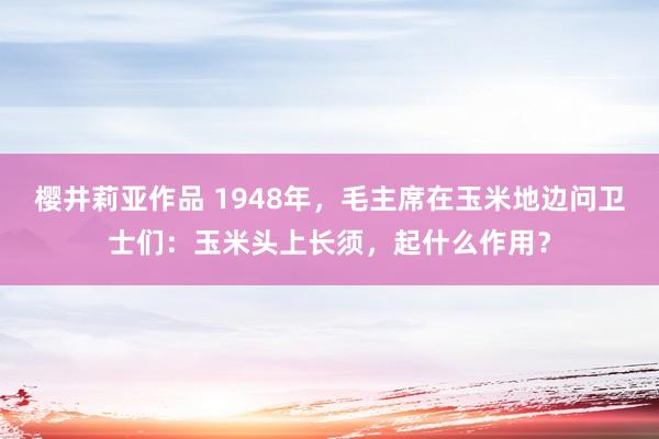 樱井莉亚作品 1948年，毛主席在玉米地边问卫士们：玉米头上长须，起什么作用？